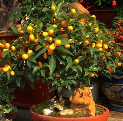 kumquat seeds orange  bonsai  Fortunella margarita